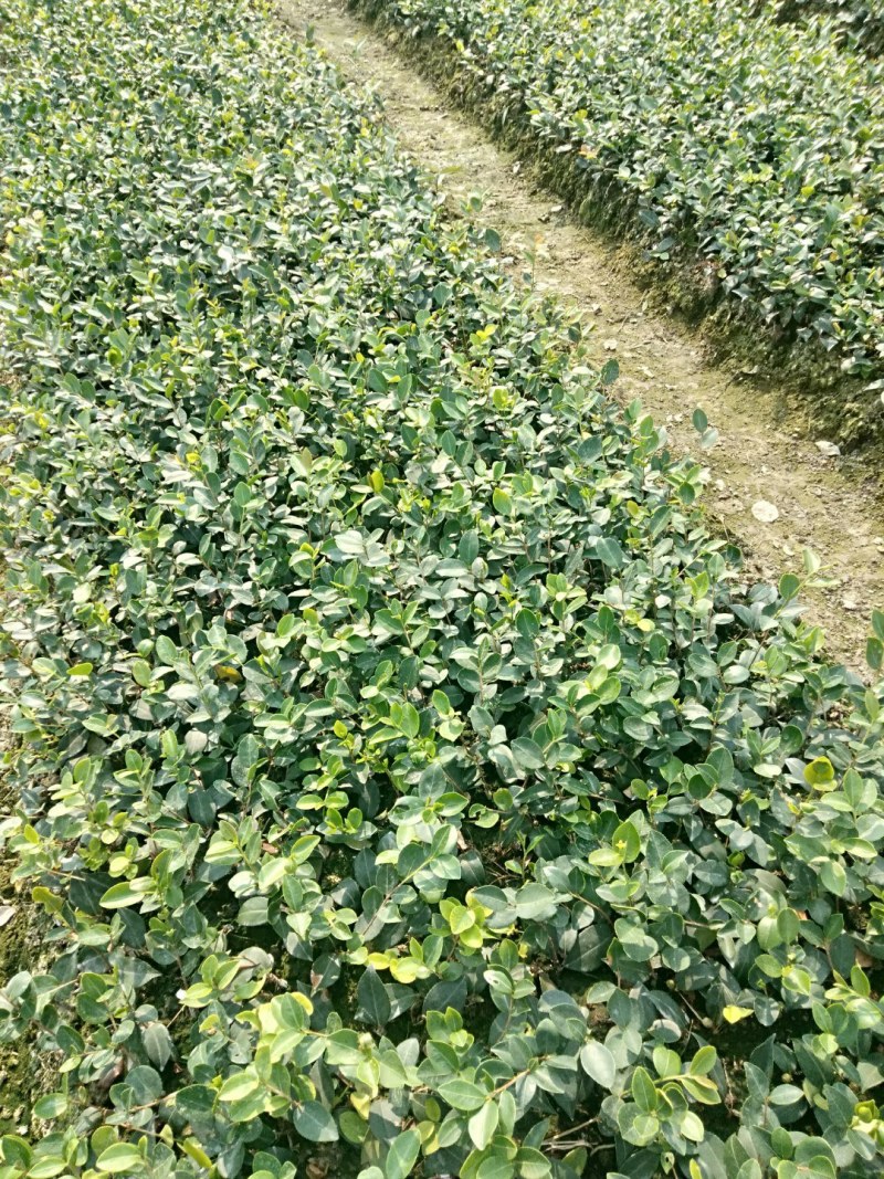 高产油茶嫁接苗