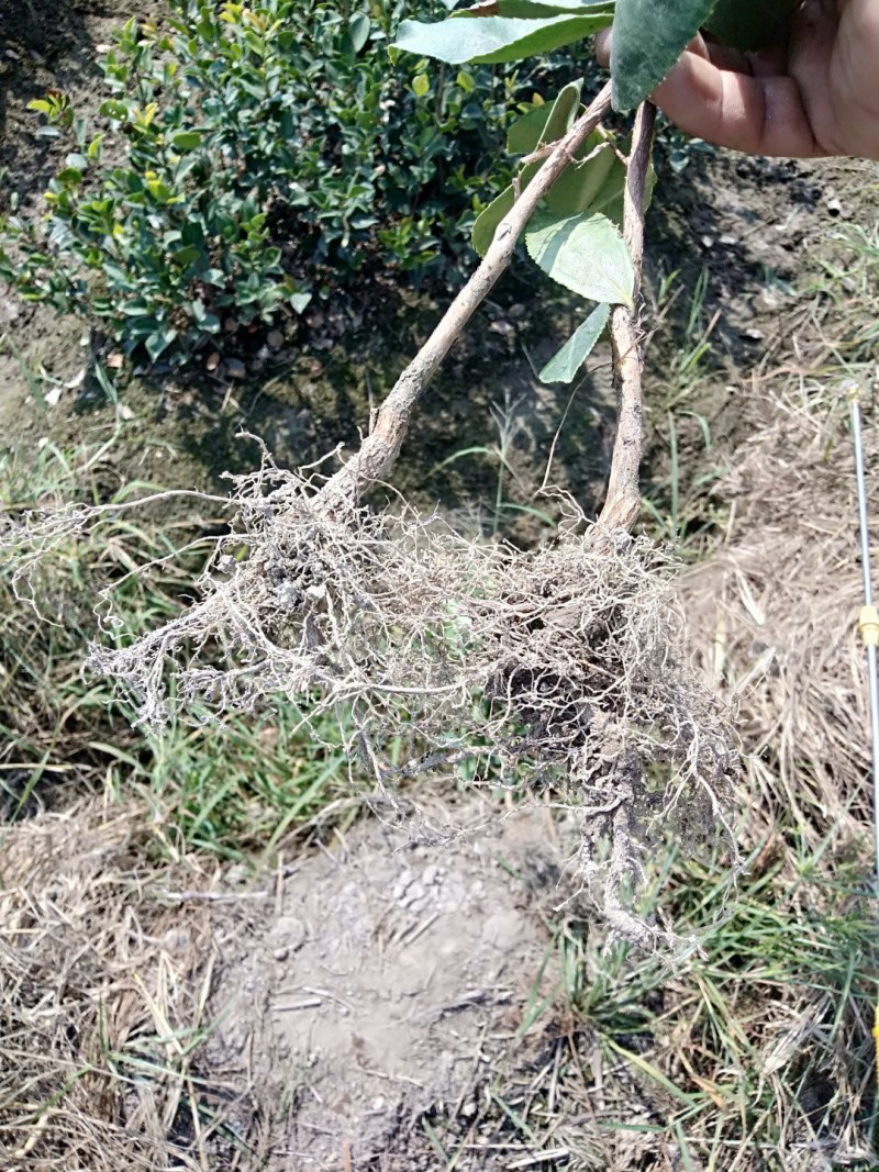 高产油茶嫁接苗