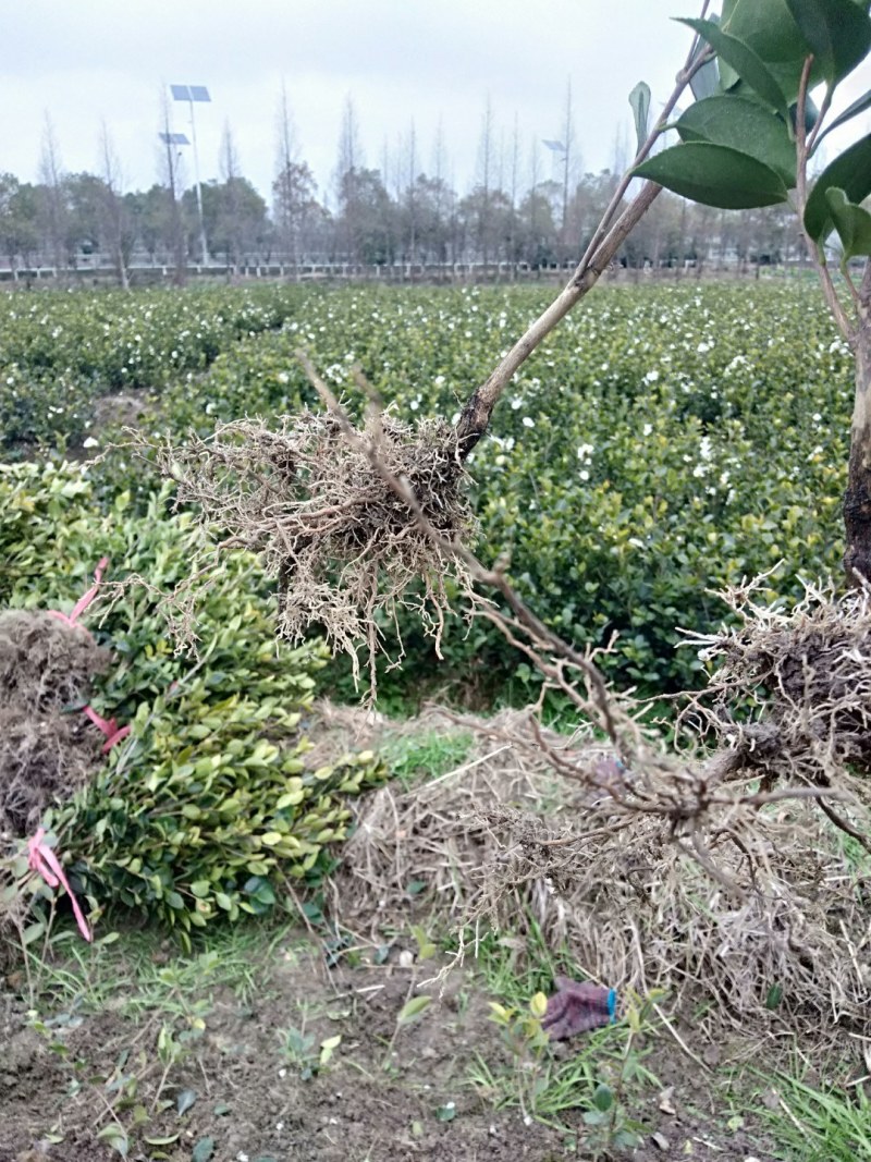 高产油茶嫁接苗