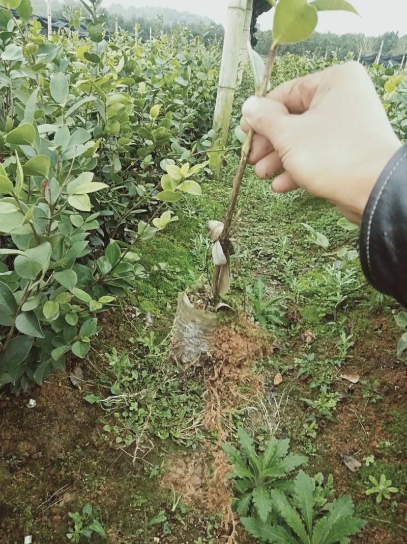 高产油茶嫁接苗