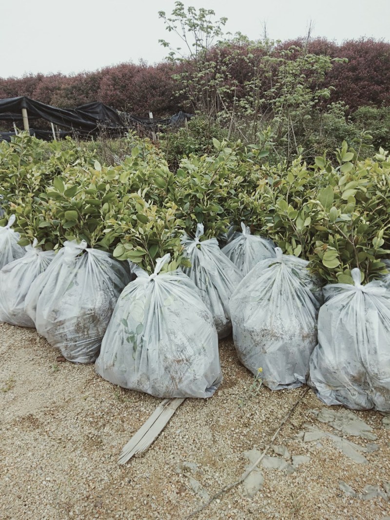 高产油茶嫁接苗