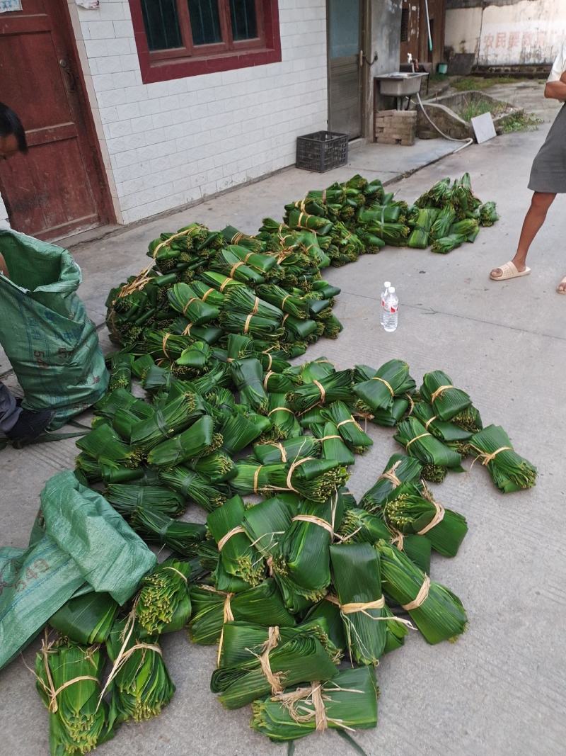 新鲜粽叶现摘现发
