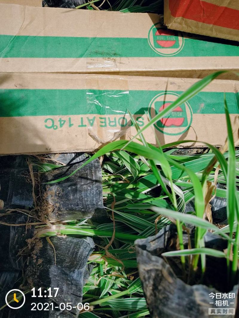 玉带草水生植物花卉多年生花卉耐活成活率高
