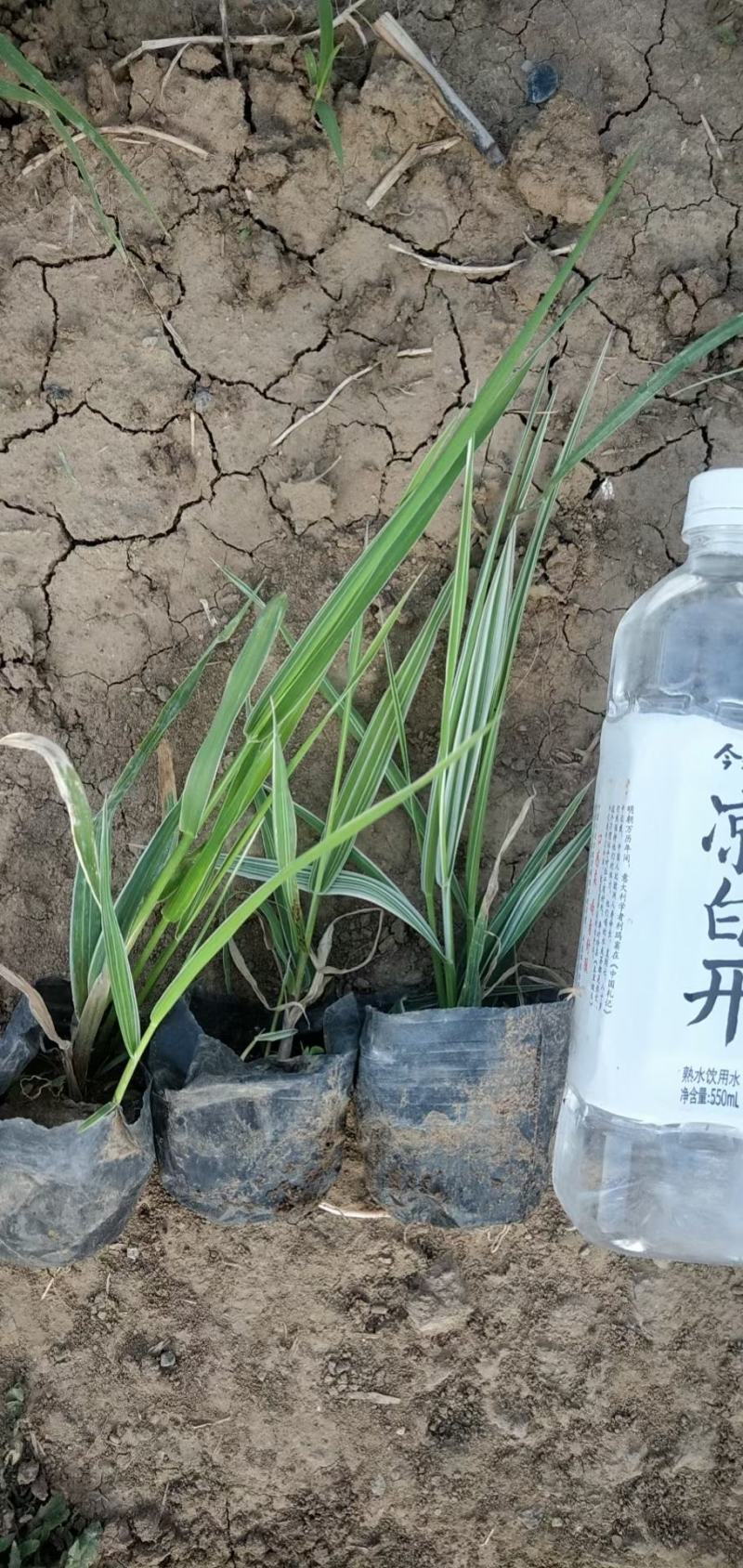 玉带草水生植物花卉多年生花卉耐活成活率高