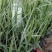 玉带草水生植物花卉多年生花卉耐活成活率高