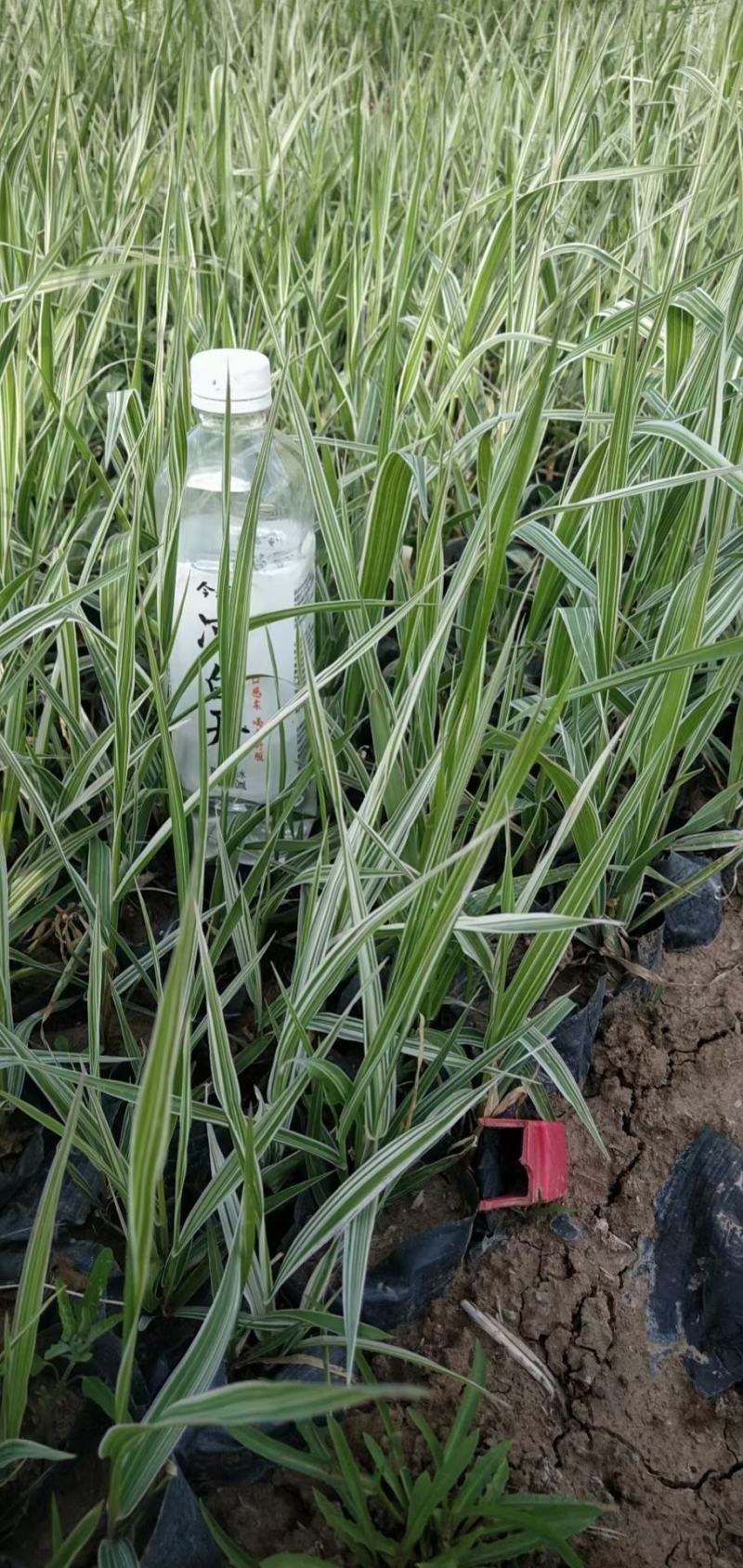 玉带草水生植物花卉多年生花卉耐活成活率高
