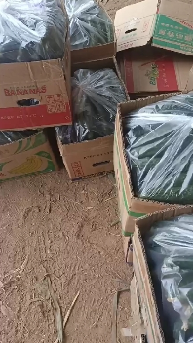 黄瓜，山西，陕西，广州，江苏，一手货源