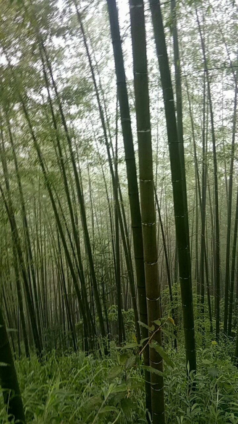 广西毛竹产地直供量大从优欢迎新老客户前来选购
