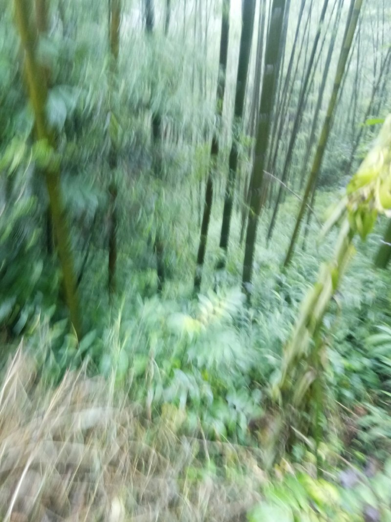 广西毛竹产地直供量大从优欢迎新老客户前来选购
