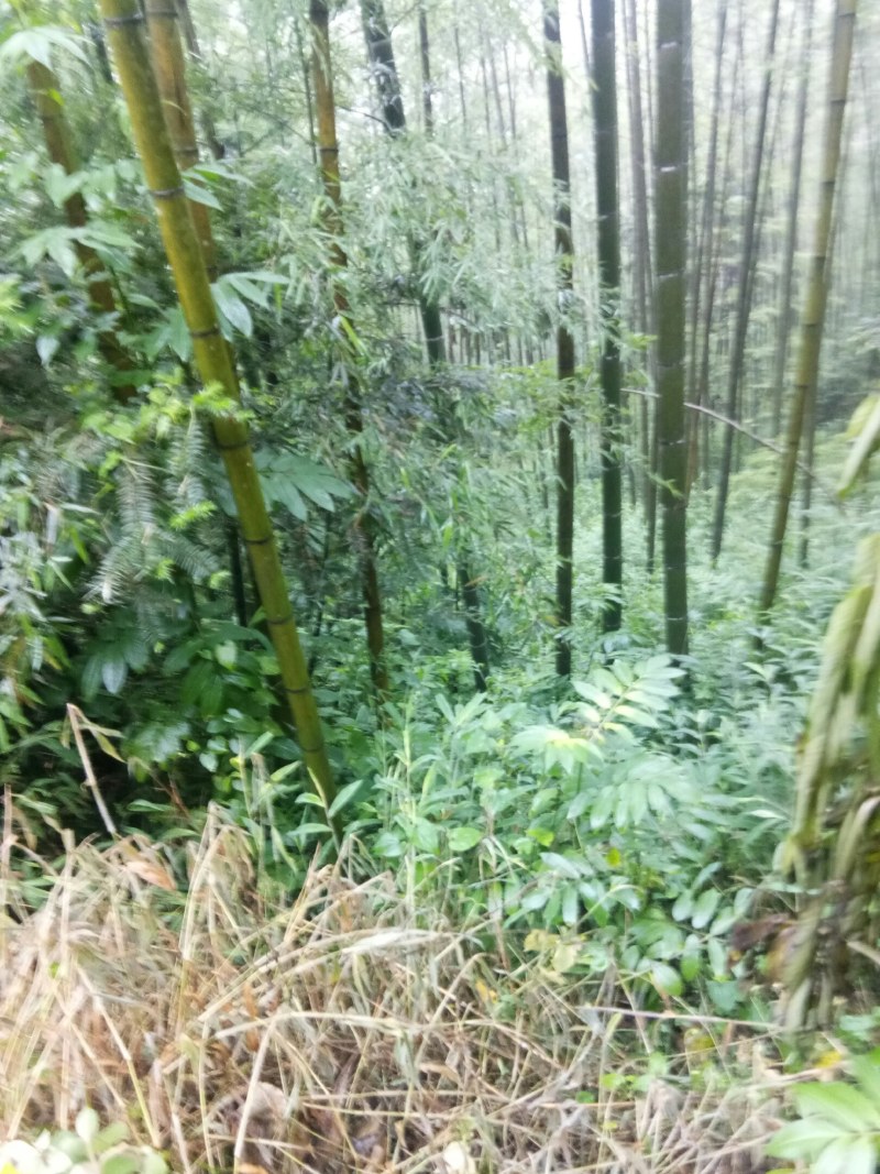 广西毛竹产地直供量大从优欢迎新老客户前来选购