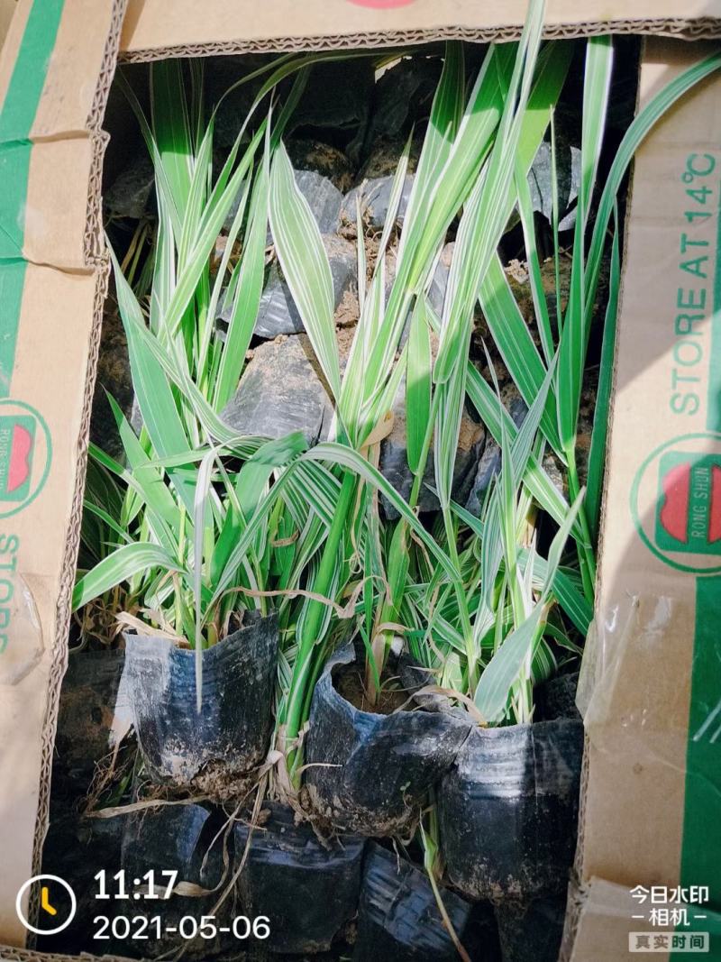 玉带草水生植物花卉多年生花卉耐活成活率高