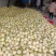白沙蜜白瓜，各种白甜瓜大量上市中，保熟保甜