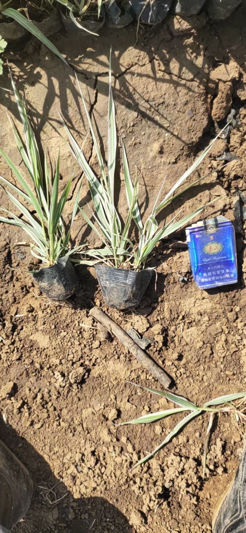 玉带草水生植物花卉多年生花卉耐活成活率高