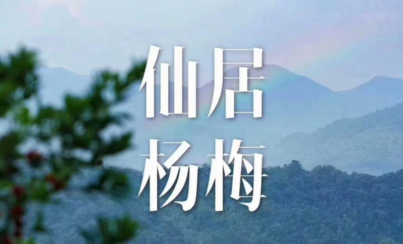 【正宗仙居东魁杨梅】新鲜时令应季孕妇水果浙江荸荠杨梅现摘