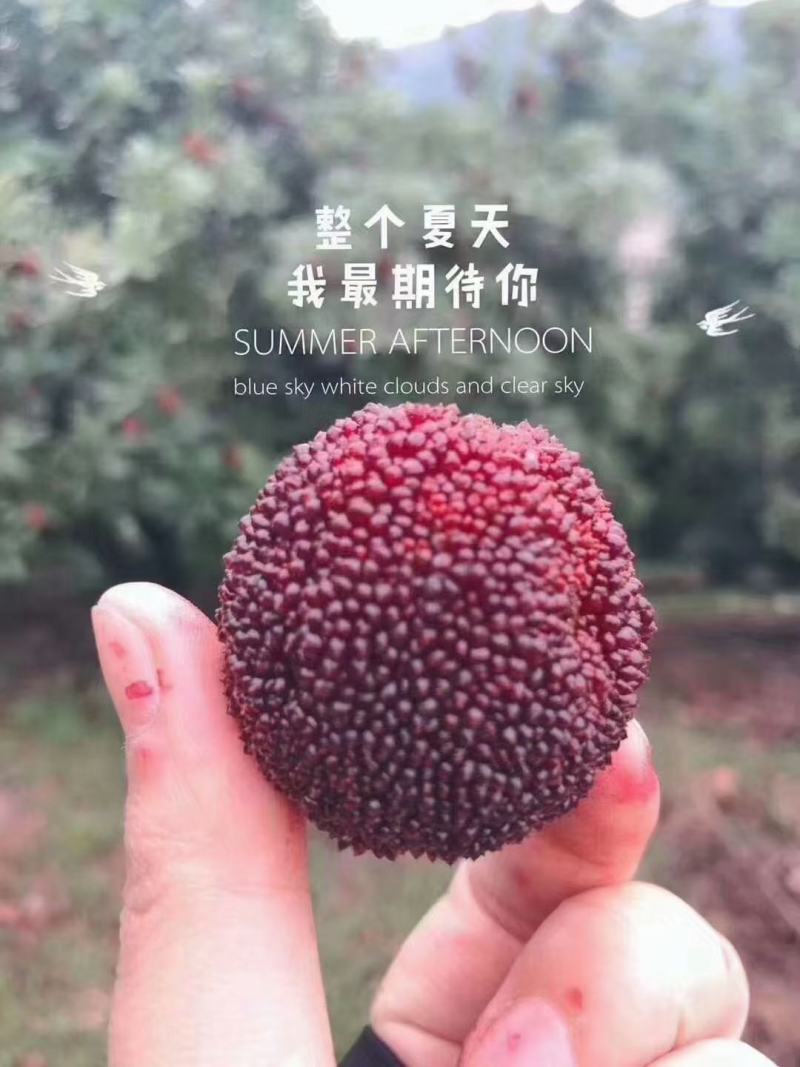 【正宗仙居东魁杨梅】新鲜时令应季孕妇水果浙江荸荠杨梅现摘