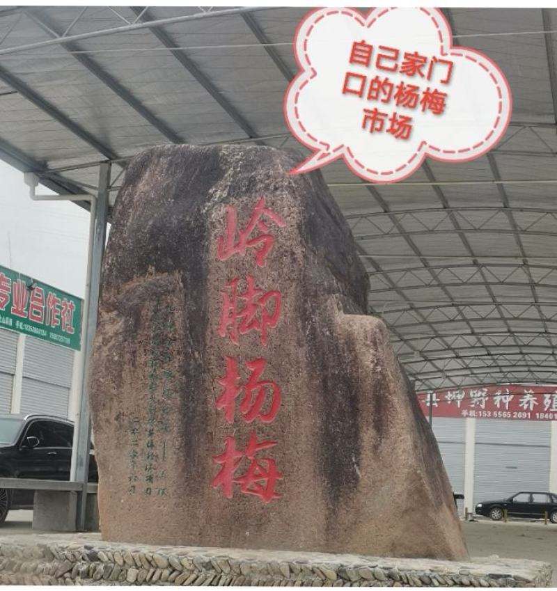 【正宗仙居东魁杨梅】新鲜时令应季孕妇水果浙江荸荠杨梅现摘