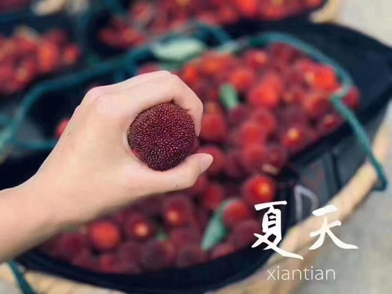 【正宗仙居东魁杨梅】新鲜时令应季孕妇水果浙江荸荠杨梅现摘
