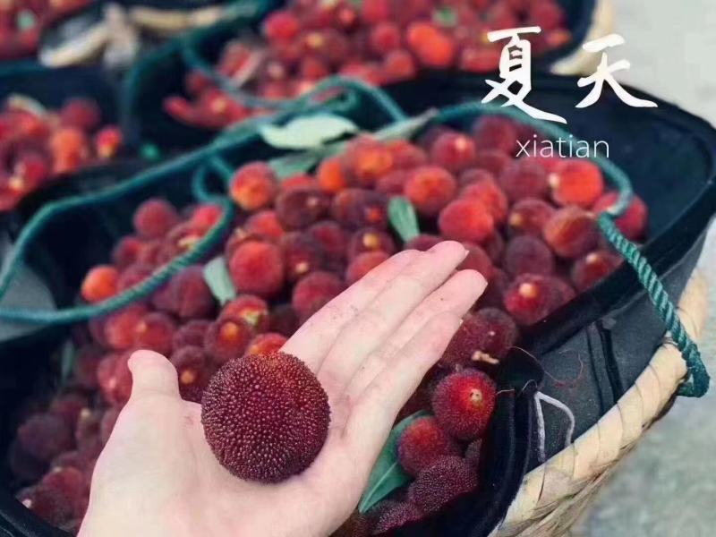 【正宗仙居东魁杨梅】新鲜时令应季孕妇水果浙江荸荠杨梅现摘