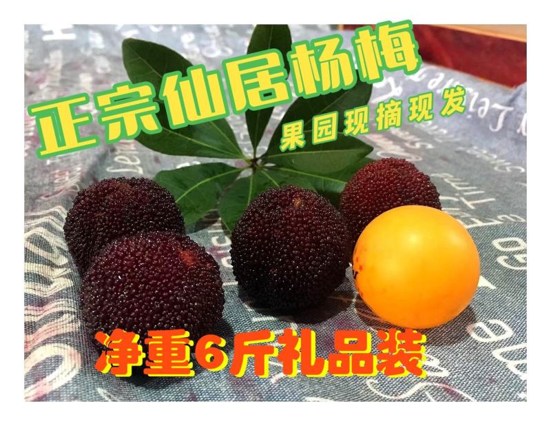 【正宗仙居东魁杨梅】新鲜时令应季孕妇水果浙江荸荠杨梅现摘