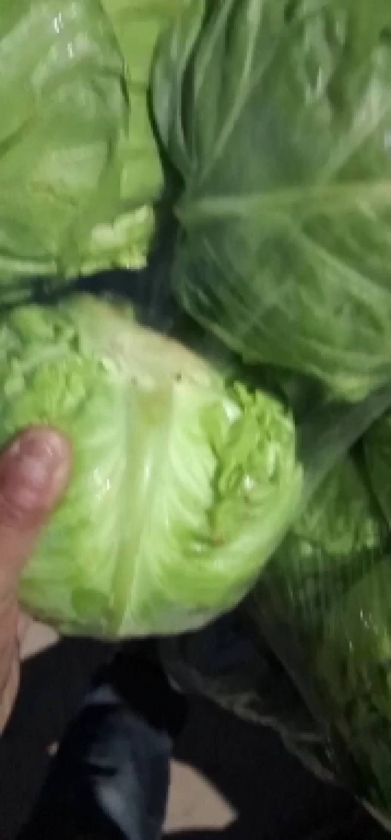 甘蓝类