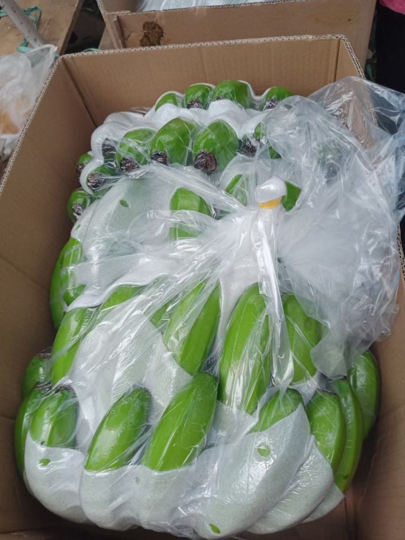 海南东方二代抗病苗香蕉