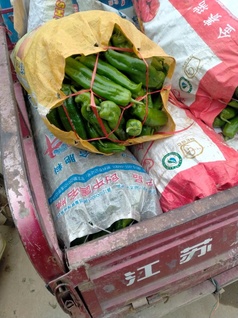 河南省新野县精品辣椒大量上市