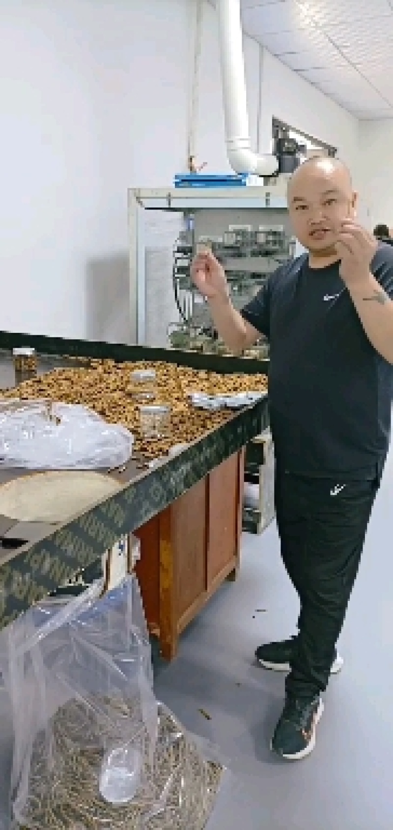 金龙九号，蛋白虫，繁殖高，周期短，营养价值高，市场价值广