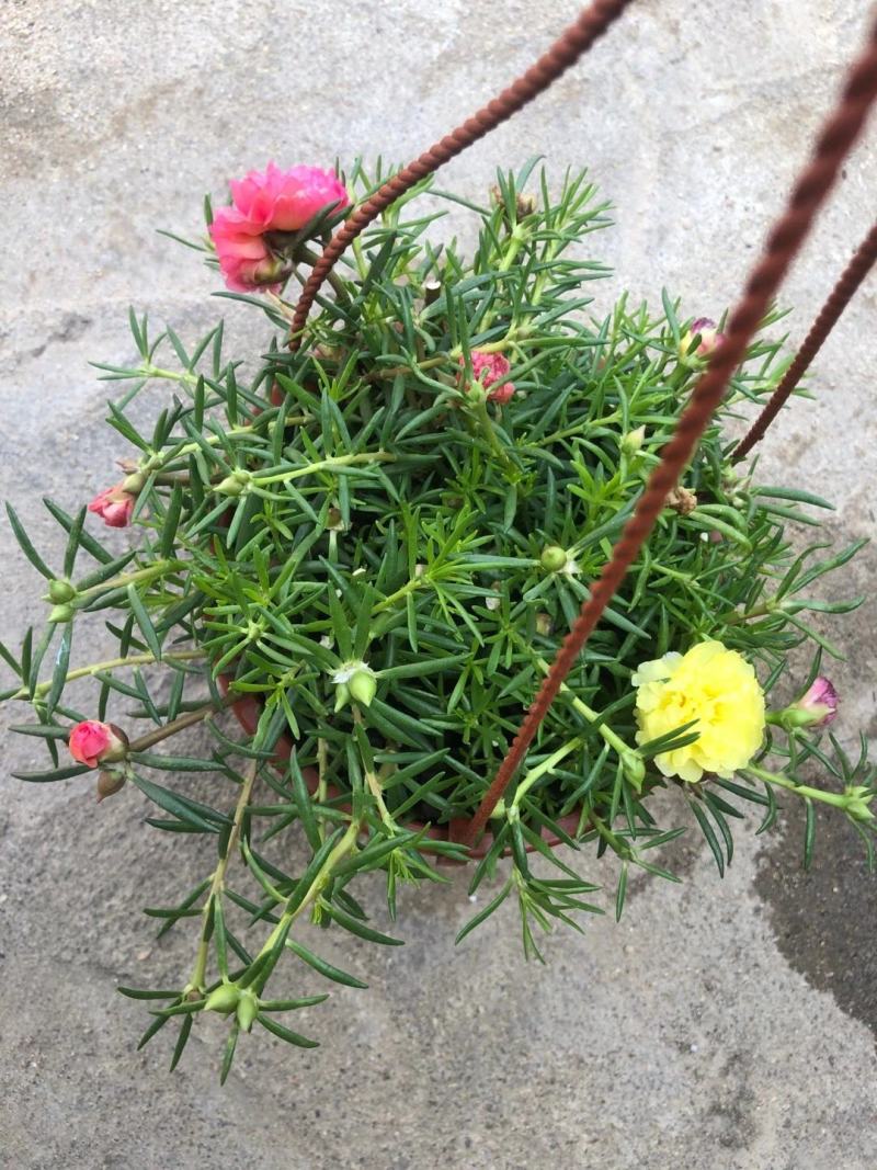 太阳花盆栽庭院阳台