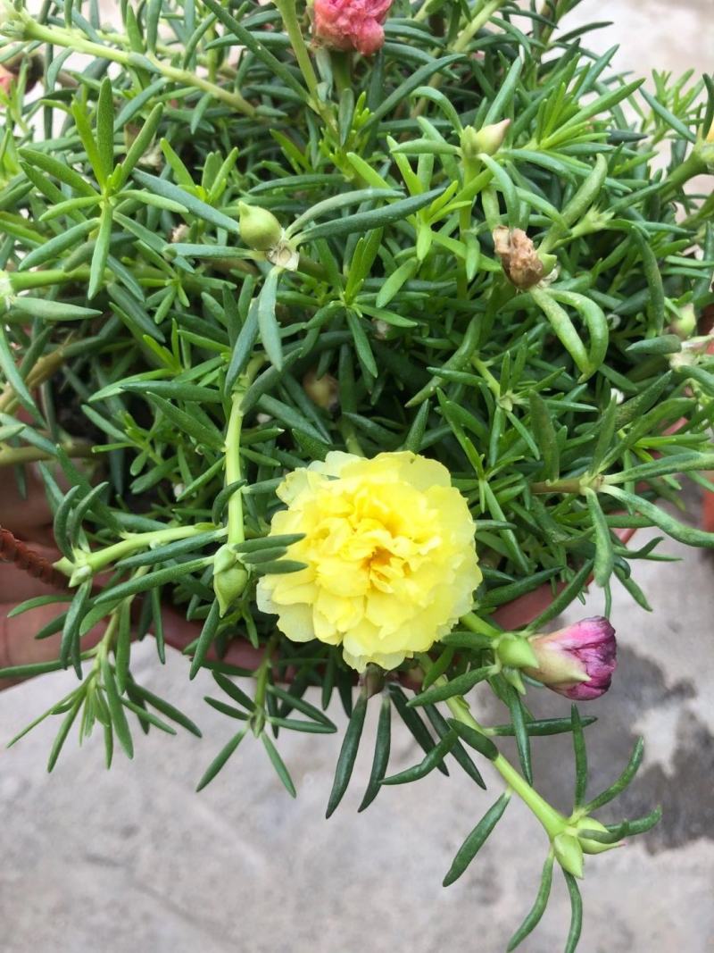 太阳花盆栽庭院阳台