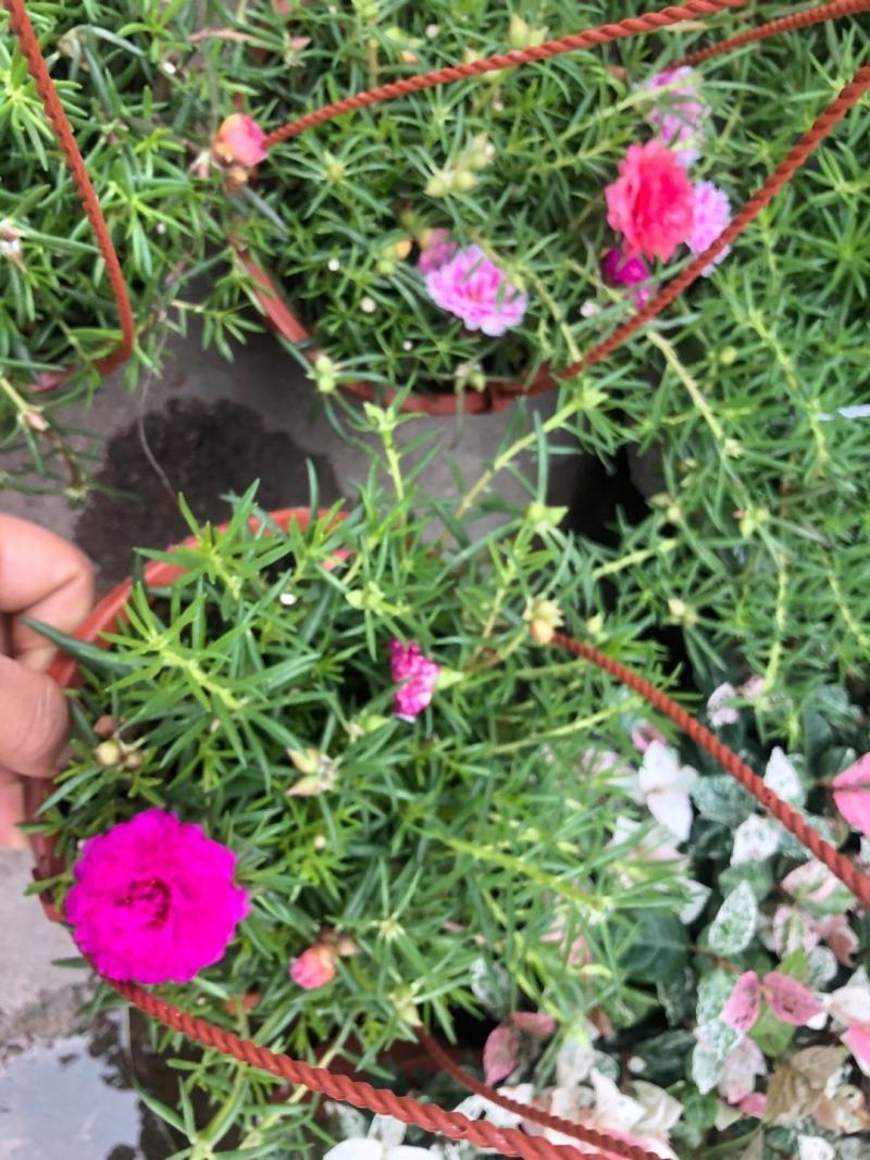 太阳花盆栽庭院阳台