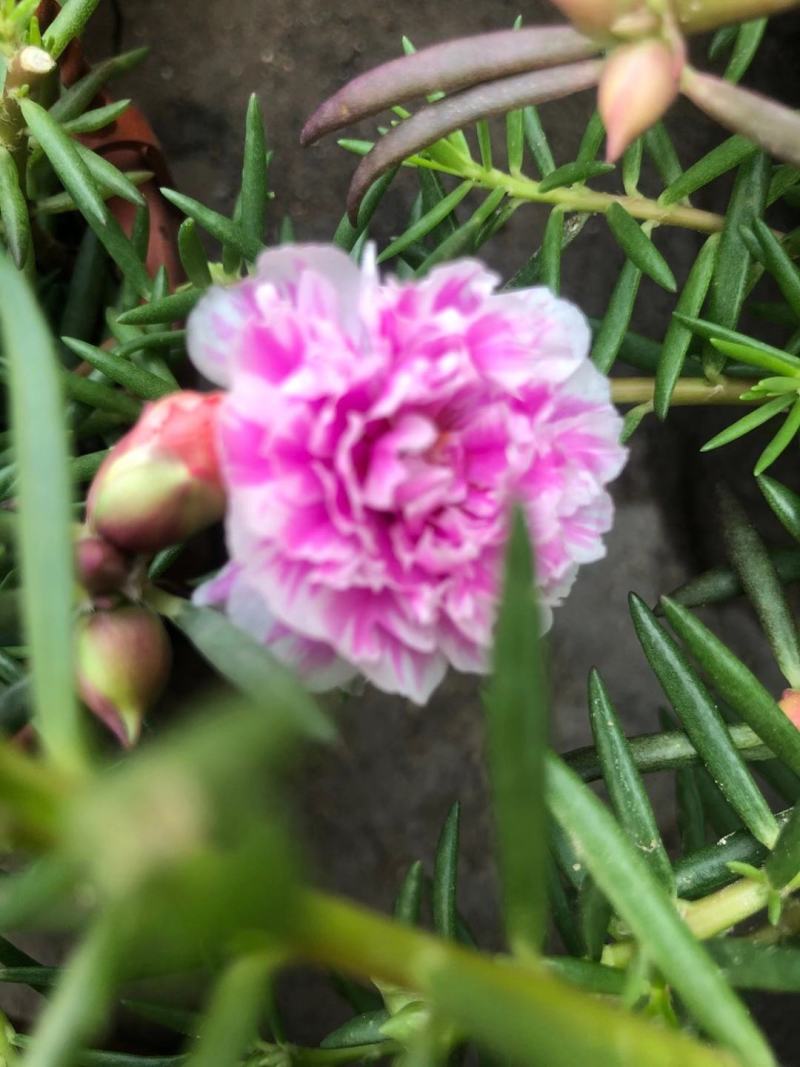 太阳花盆栽庭院阳台