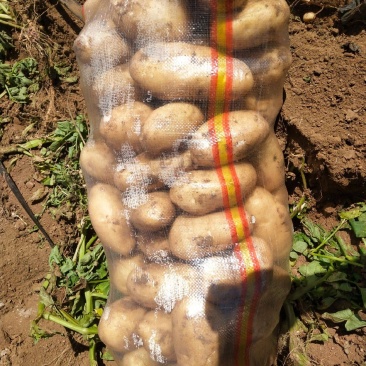 河南焦作沁阳市优质黑皮冬瓜大量k市中，诚信代办全国发货