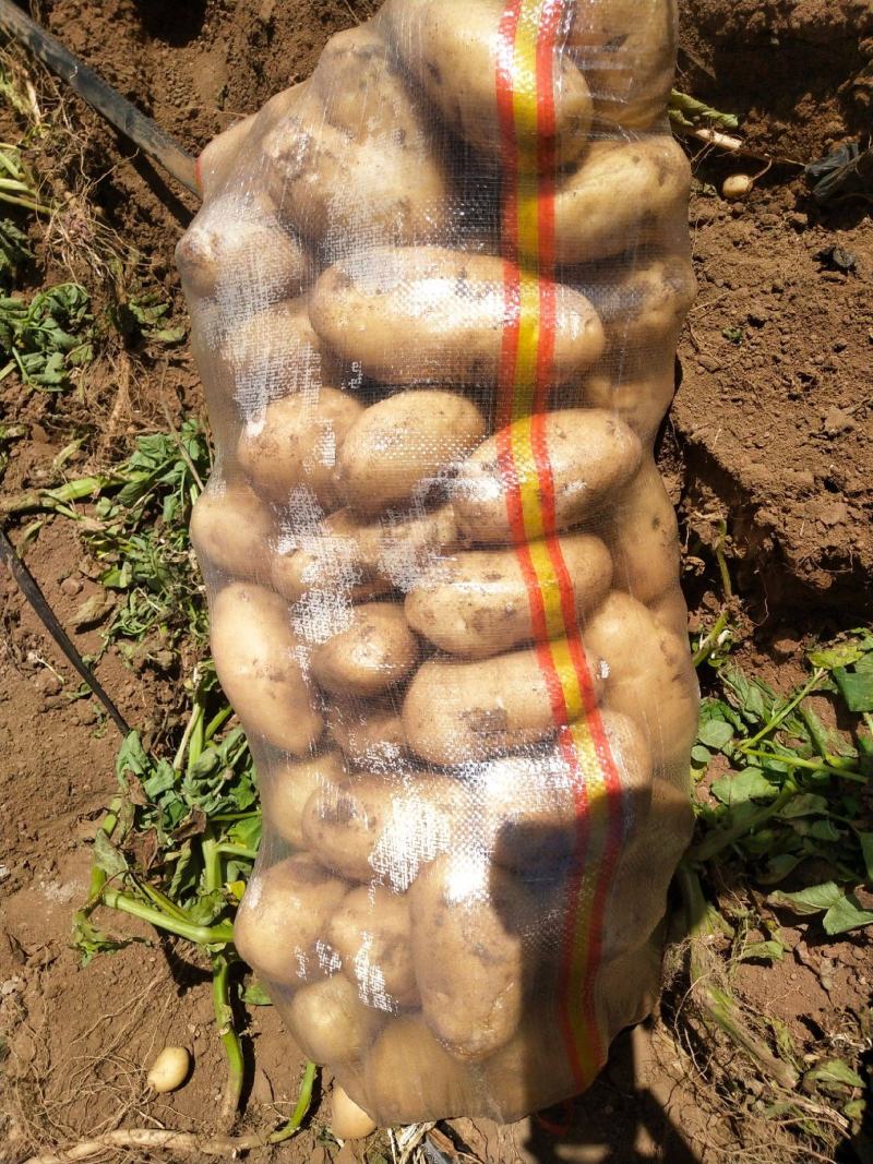 河南焦作沁阳市优质黑皮冬瓜大量k市中，诚信代办全国发货