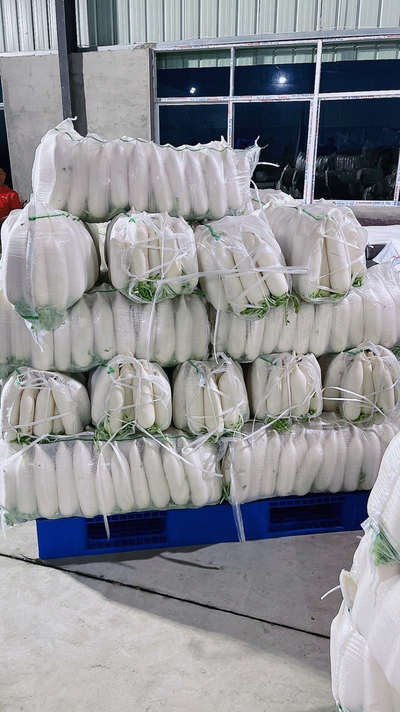 专业加工各种规格白萝卜