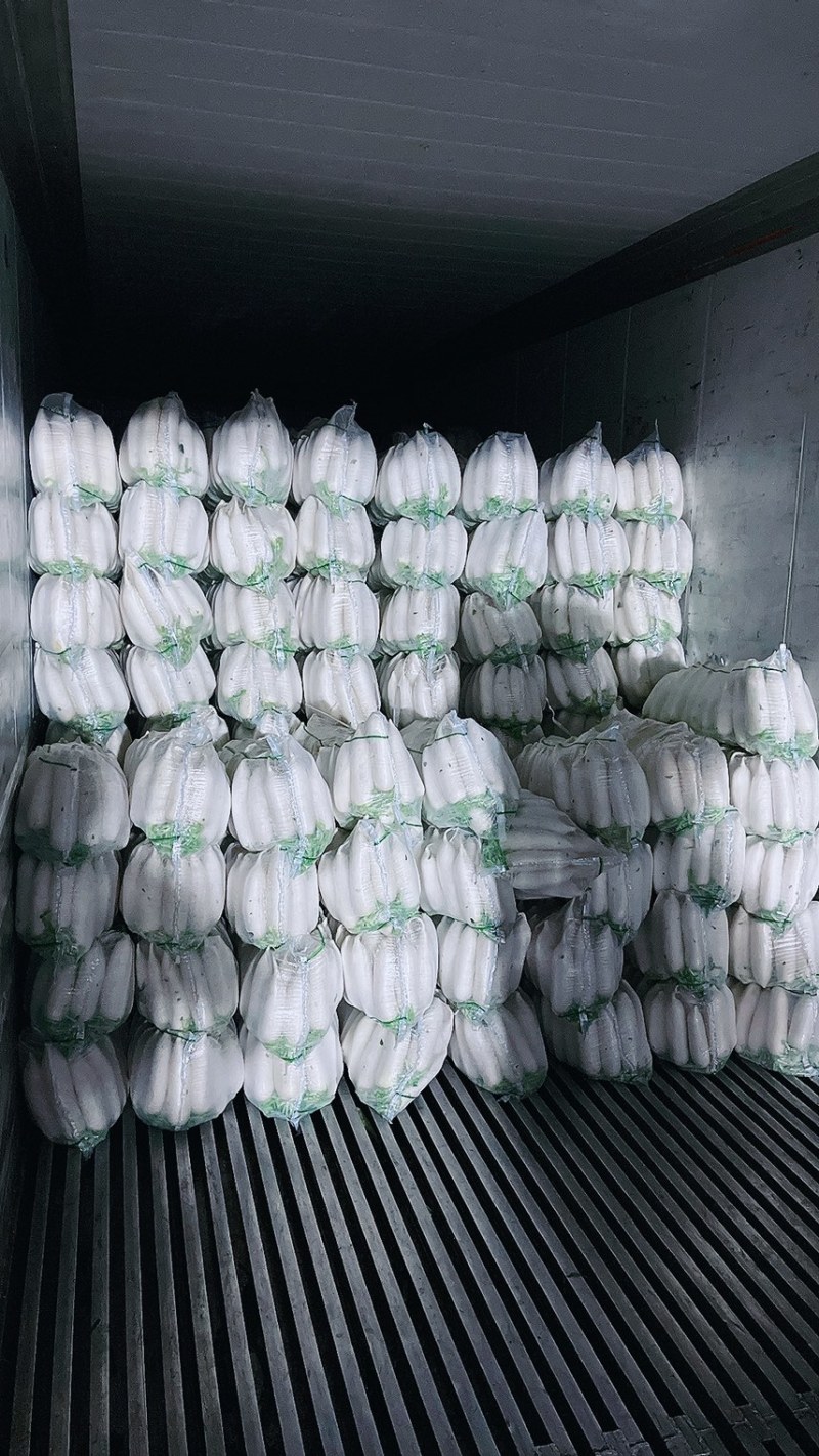 专业加工各种规格白萝卜