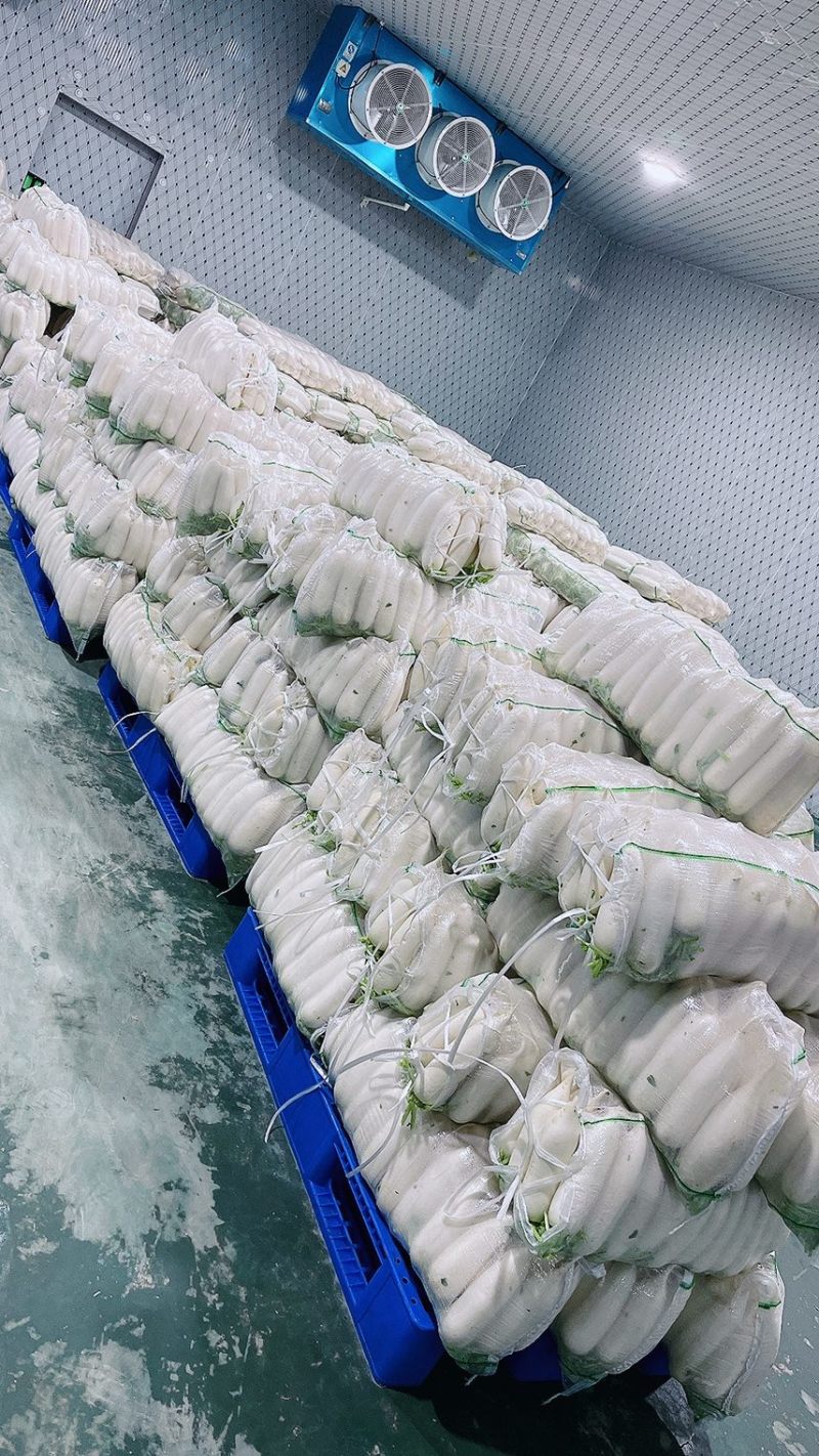 专业加工各种规格白萝卜