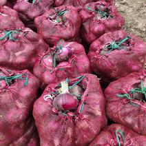 山东郯城精品紫皮洋葱80以上，基地直供，产地全国