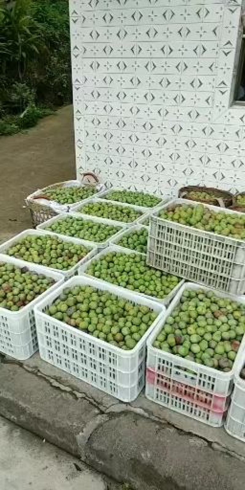 屏山茵红李品味高端品质水果，畅享美味健康生活，