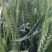 2023年的新小麦上市了，麦粒饱满容重高颜色鲜亮