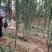 山西运城地径4-6公分西府海棠，高度250公分