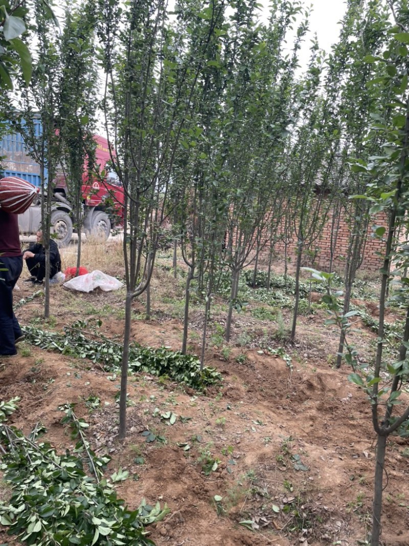 山西运城地径4-6公分西府海棠，高度250公分