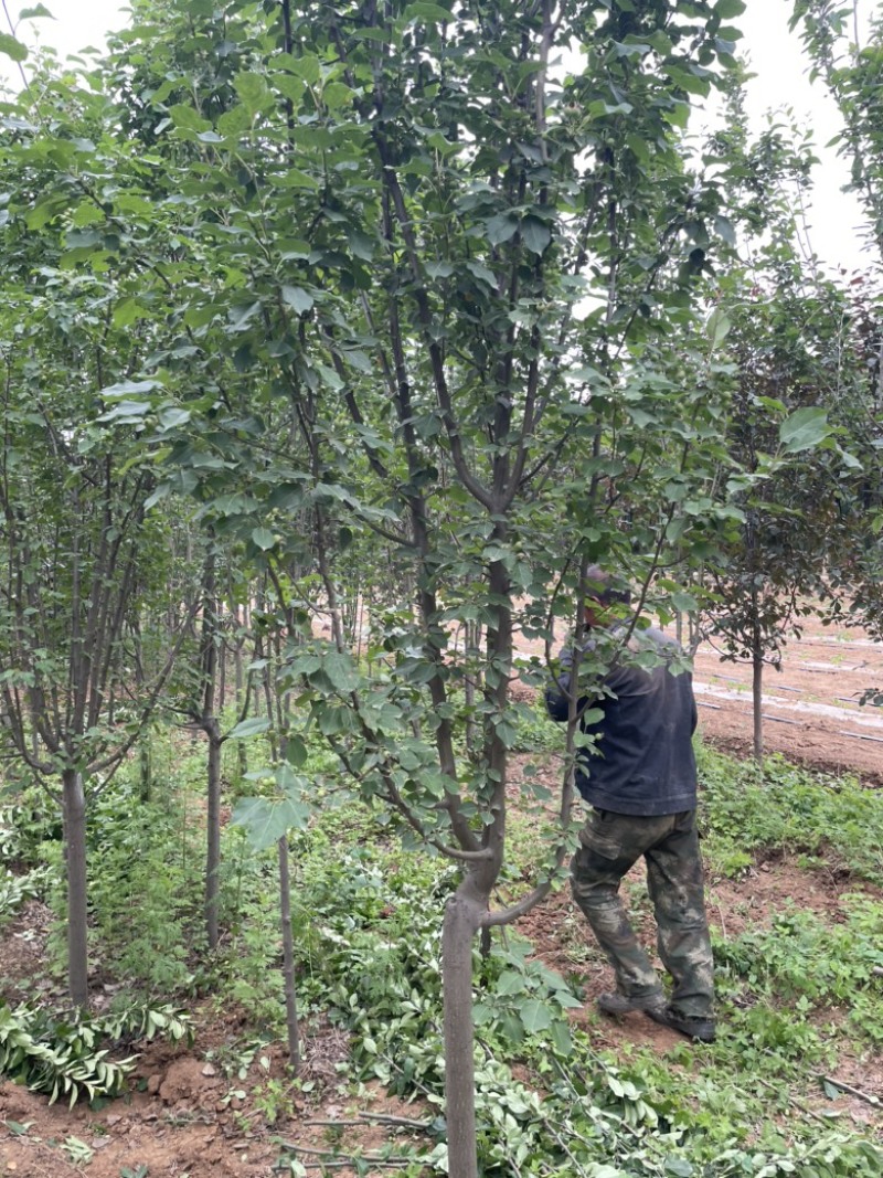 山西运城地径4-6公分西府海棠，高度250公分