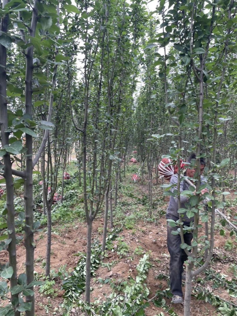 山西运城地径4-6公分西府海棠，高度250公分