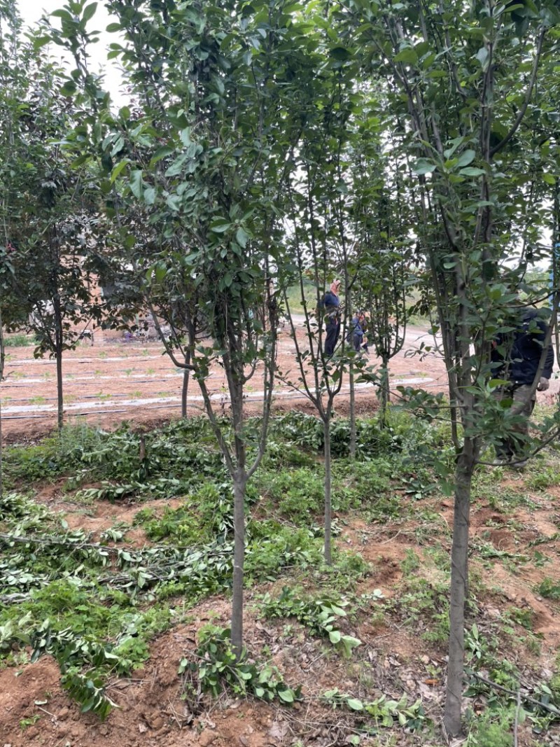 山西运城地径4-6公分西府海棠，高度250公分