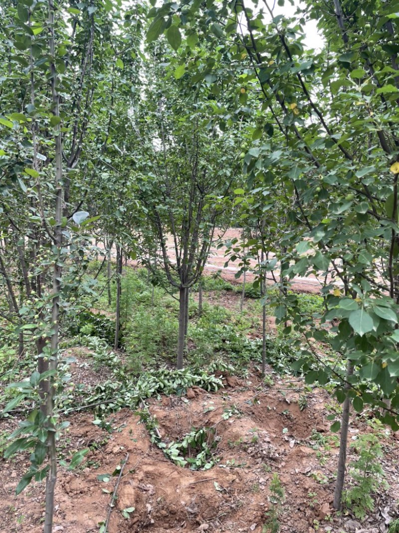山西运城地径4-6公分西府海棠，高度250公分