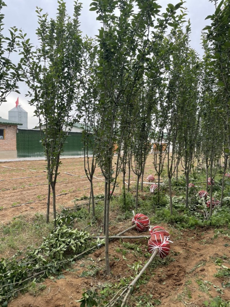 山西运城地径4-6公分西府海棠，高度250公分