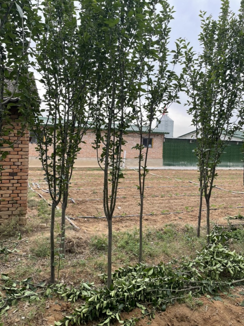 山西运城地径4-6公分西府海棠，高度250公分