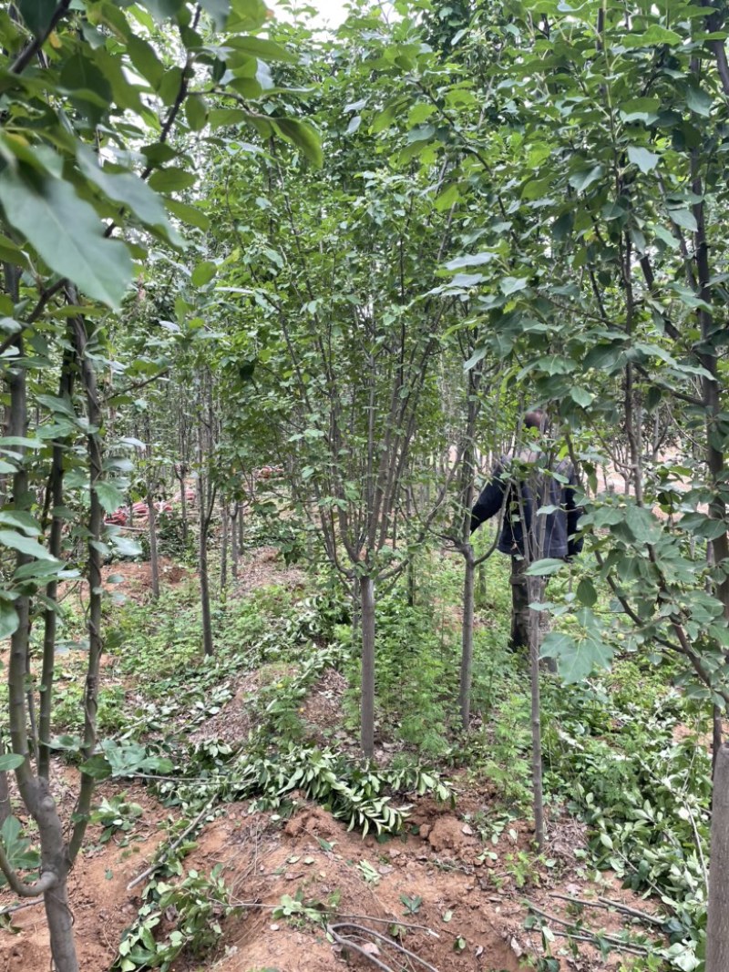 山西运城地径4-6公分西府海棠，高度250公分