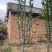 山西运城地径4-6公分西府海棠，高度250公分