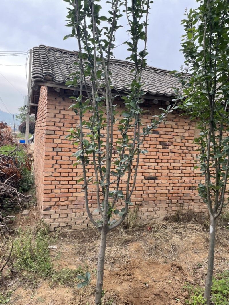 山西运城地径4-6公分西府海棠，高度250公分